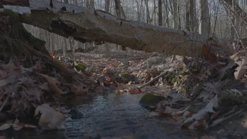 Flowing Stream of Water Under Fallen Tree Vídeo Stock 235221334
