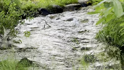 Flowing summer stream Stock Footage 280460907