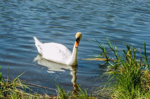  Flowing swan Stock Photos