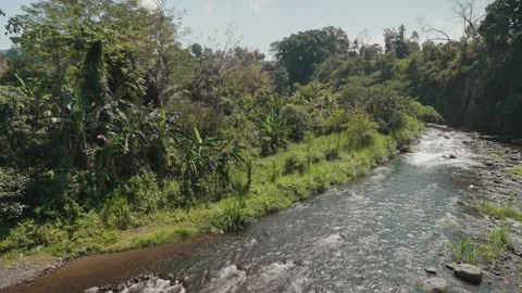 Flowing Telaga Waja River Through Lush Tropical Forest in Sidemen, Bali Stock Footage 346298225