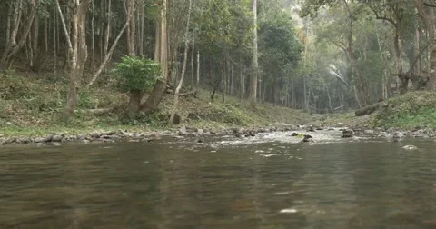 Flowing Through Forest - Thailand Stock Footage 47698338