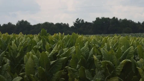 Flowing Tobacco Fields Video stock 95010198