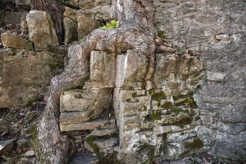 Flowing tree on a stone wall Stock Photos