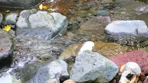 Flowing tropical river stream in jungle forest in Costa Rica. Stock Footage 287487516