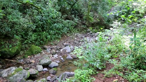 Flowing tropical river stream in jungle forest in Costa Rica. Stock Footage 287488890