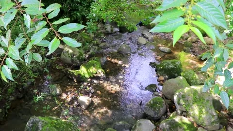 Flowing tropical river stream in jungle forest in Costa Rica. Stock Footage 287492136