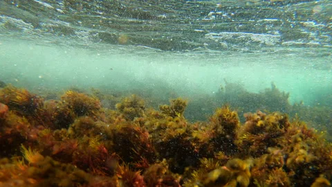 Flowing Underwater Stock Footage 202069077