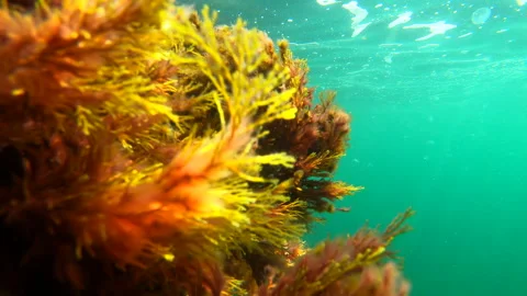 Flowing Underwater Stock Footage 202070931