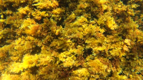 Flowing Underwater Stock Footage 202072527