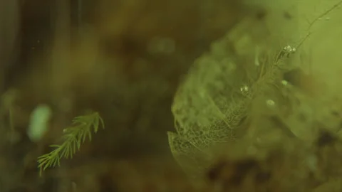 Flowing Underwater Micro World Video stock 331884338