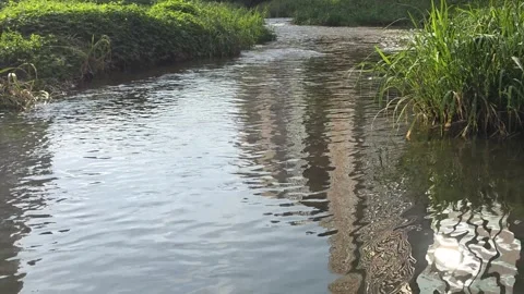 Flowing Urban Stream with Green Riverside Vegetation and Reflections Video stock 343773627