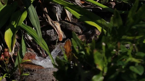 Flowing Water (3) Stock Footage 104705486