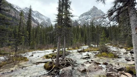 Flowing water and trees by the river in a forest location during spring Stock Footage 337923510