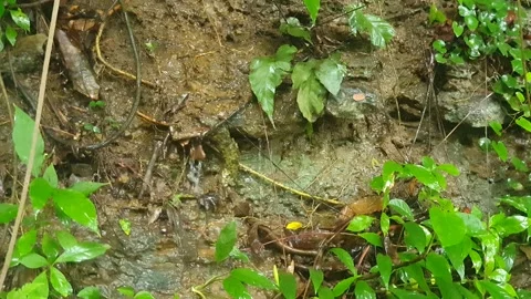 Flowing water and wild plants in the river 库存影片 331246341