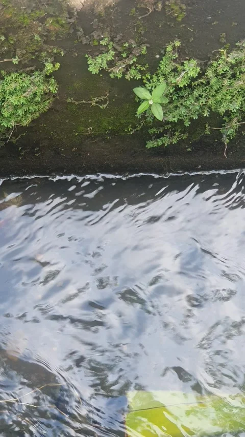 Flowing water with a background of green moss on the wall 库存影片 333162014