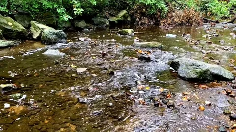 Flowing water at the beginning of fall with leaves in the creek Stock Footage 250486036