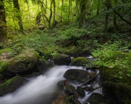 Flowing Water between rocks in a deciduous Forest Stock Photos