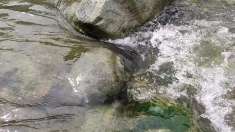 Flowing water  between stones in a river Vidéo 283201016