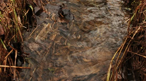 Flowing water in a creek Stock Footage 62689757