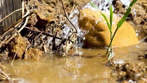 Flowing water into the dirt Stock Footage 288218377