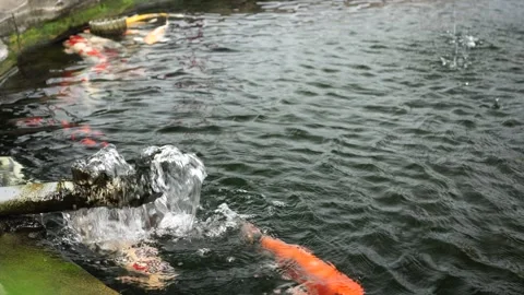 Flowing water in the fish pond Stock Footage 261821810