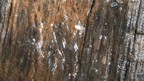 Flowing water Stock Footage 228935104