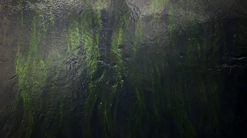 Flowing water Green algae swaying under water. Background Stock Footage 101021813
