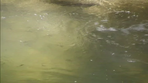 Flowing Water with Minnows Video stock 760454