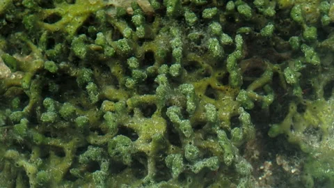 Flowing Water Over Coral Texture in Tropical Tide Pool Stock-Footage 339754308