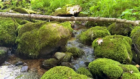 Flowing Water Over Moss Covered Rocks in Big Flat Brook, New Jersey Stock Footage 340986636