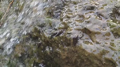 Flowing water over rock surface with tiny leaf detail. Video stock 325824819