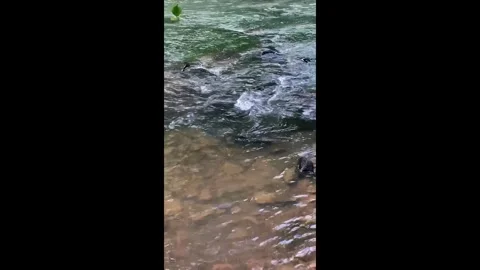 Flowing Water Over Rocks Stock Footage 277108334