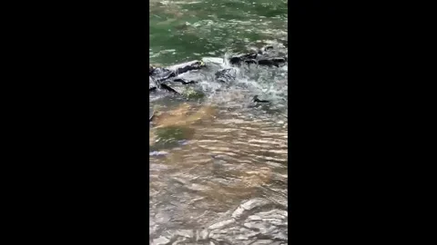 Flowing Water Over Rocks Stock Footage 277108359
