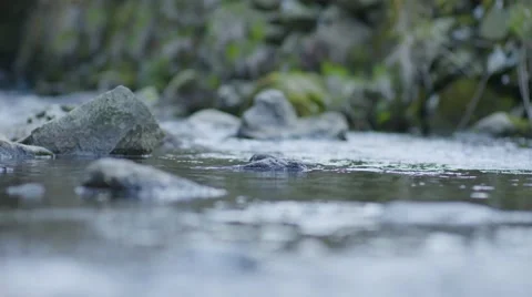 Flowing Water In Pond Close-Up 動画素材 63214526