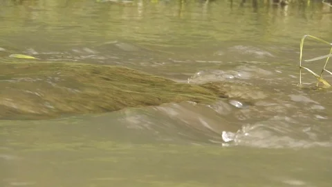 Flowing water in the river (Secchia) 4K -Italian nature Video stock 125634403