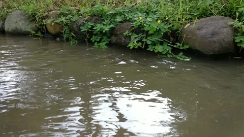 Flowing water on a river side Stock Footage 170302789