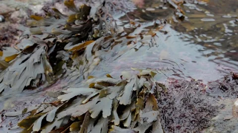 Flowing water from rock-pool Stock Footage 43386589