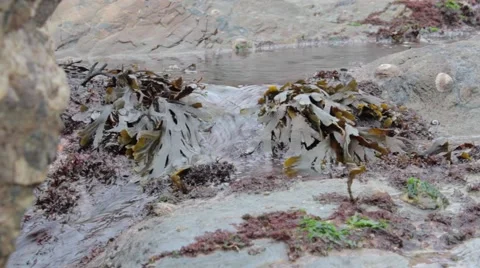 Flowing water from rock-pool stream Stock Footage 43386882