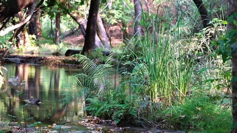 Flowing water in shady river Video stock 84660664