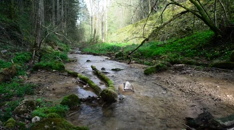 Flowing water of small creek inside green forest Stock Footage 46220706