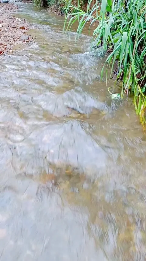 Flowing water in a small stream or brook after rain Stock Footage 346745987