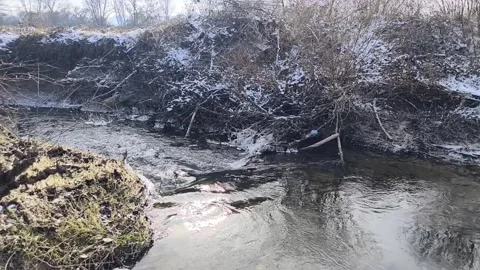 Flowing water stream Stock Footage 262007403