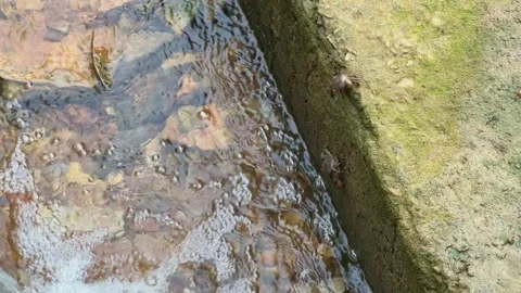Flowing Water Stream with Small Crabs on Stone Wall Video stock 317168171