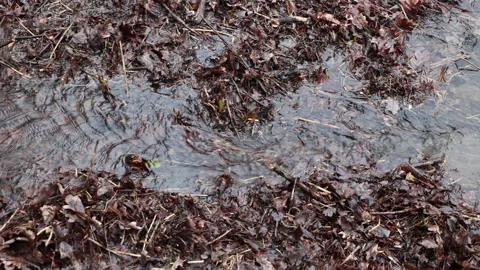 Flowing Water Streams Through a Ground Covered with Lingering Dry Autumn Leaves Stock Footage 312956796