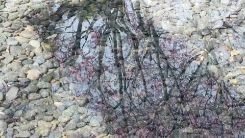 Flowing Water Surface Reflecting Pink Blossoms Over Pebble Riverbed Stock Footage 331336779