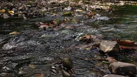 The Flowing Water Trail Stock Footage 298835271