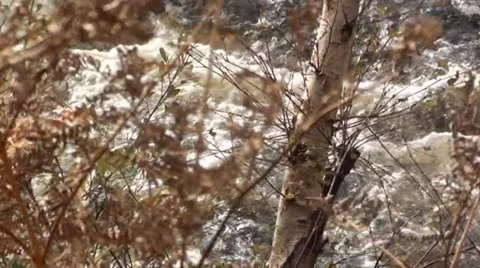 Flowing water under Trees Stock Footage 44367292