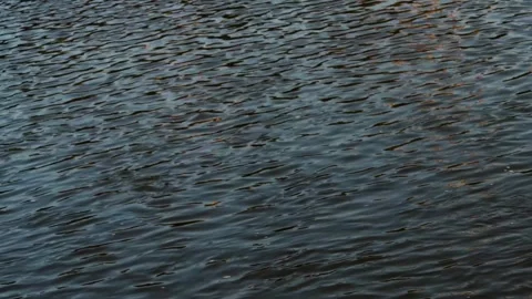 Flowing water with waves on the river , View of the river from the shore, Stock Footage 253299736