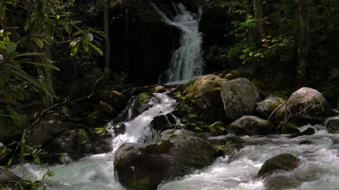Flowing Waterfall in the Forest Video stock 238399430