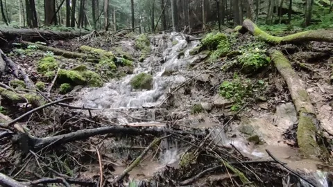 Flowing waterfalls in the forest. Stock Footage 310966006